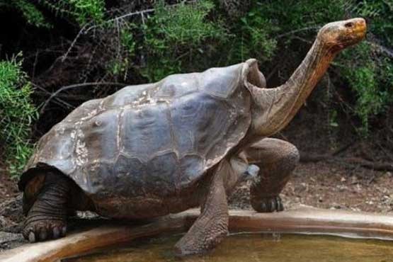 لاک‌پشتی که گونه خود را از انقراض نجات داد