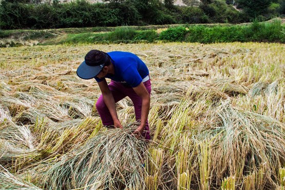 وزارت نیرو مقصر کشت برنج در مناطق غیرشمالی
