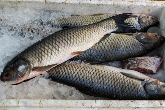 نرخ جدید انواع ماهی در بازار تهران