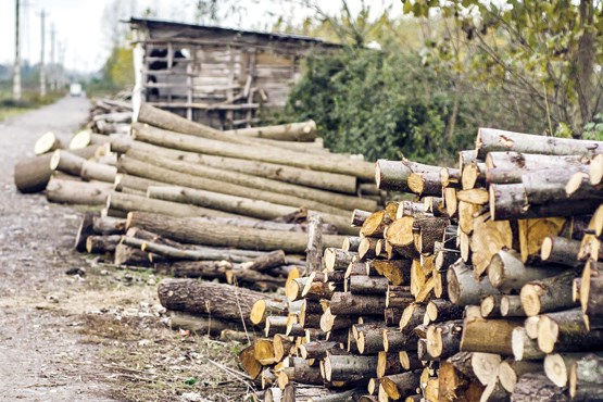 کشف 8 تن چوب قاچاق در آمل