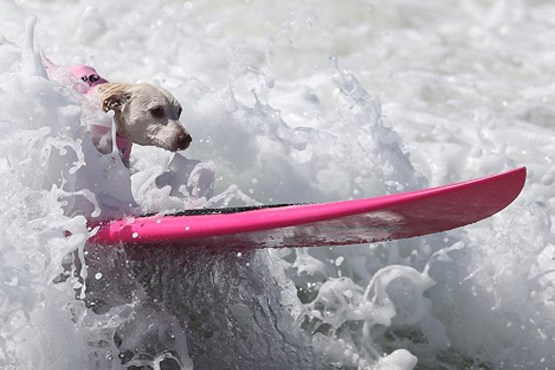 مسابقات موج سواری سگ‌ها +تصاویر