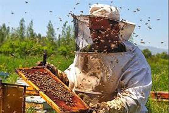 آذربایجان غربی در تولید عسل اول شد