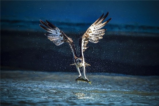 تصاویری شگفت‌انگیز از لحظه شکار عقاب