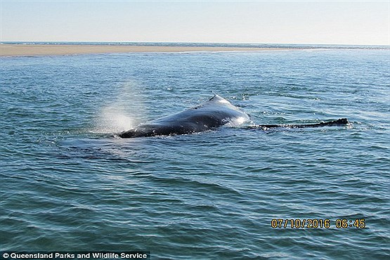 بچه نهنگ شجاع جان مادر خود را نجات داد  (تصاویر)