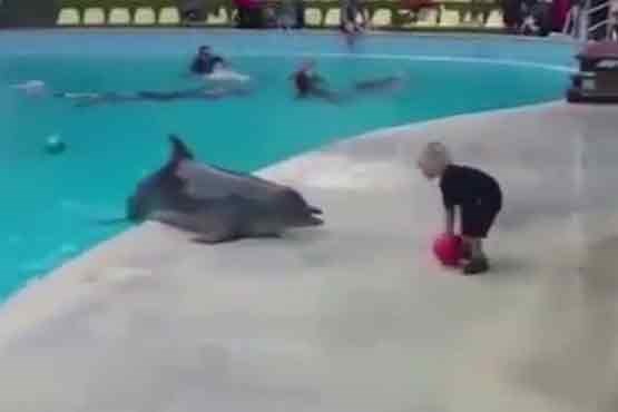 بازی کودک با دلفین