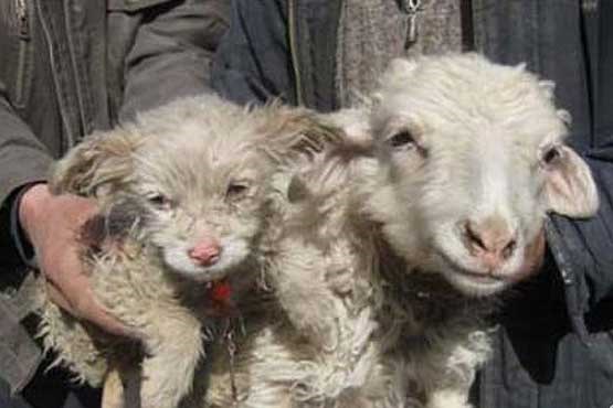 گوسفندی که یک توله سگ بدنیا آورد +عکس