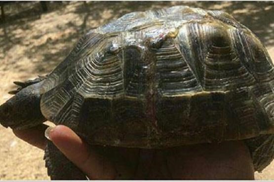 ترمیم شکستگی لاکپشت در پارک پردیسان + عکس