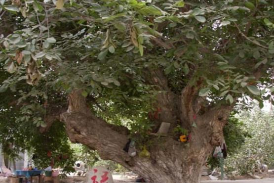 بزرگترین درخت گردو  ثبت ملی شد