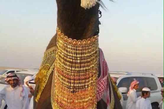شتری که جوانان سعودی آرزوی ازدواج با آن را دارند!