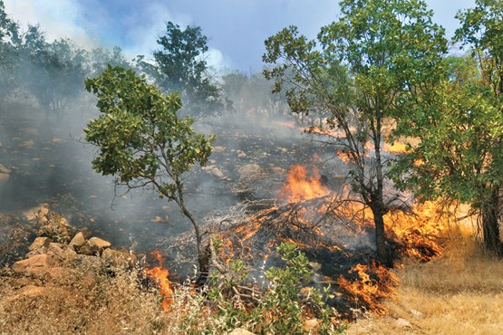 آتش سوزی در جنگل های گچساران