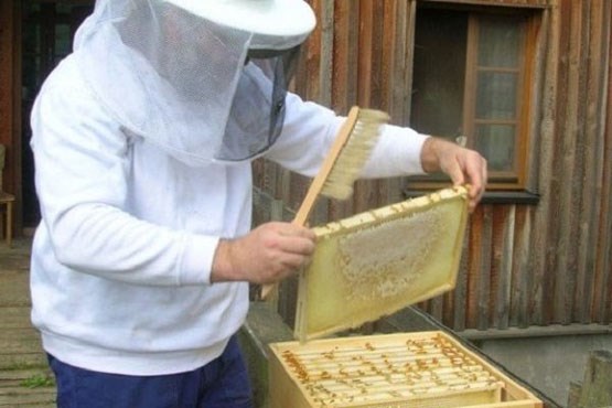 تولید عسل بدون دخالت زنبور!