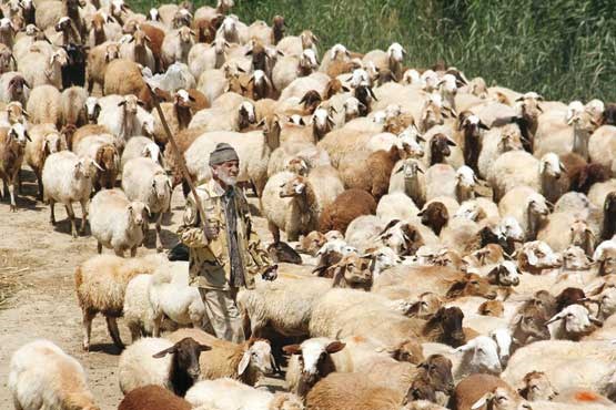 راه خودکفایی در تولید خوراک دام و طیور