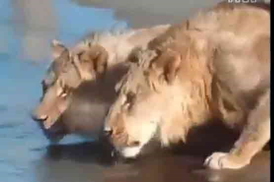 شکار کروکودیل توسط دو شیر