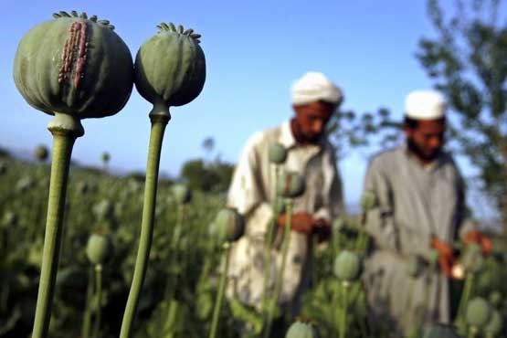 افزایش کشت تریاک در افغانستان