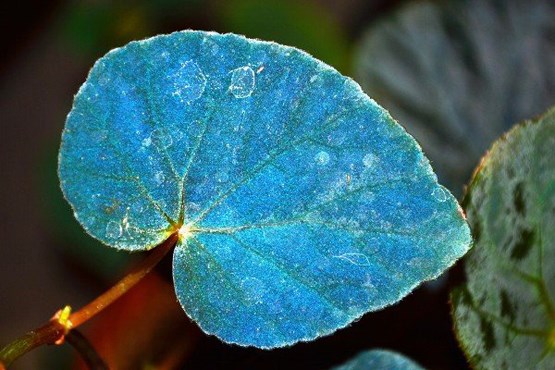 کشف معمای رنگ آبی برگ یک گیاه +عکس