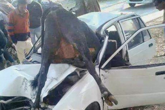 تصادف های مرگبار با گاو و شتر +عکس