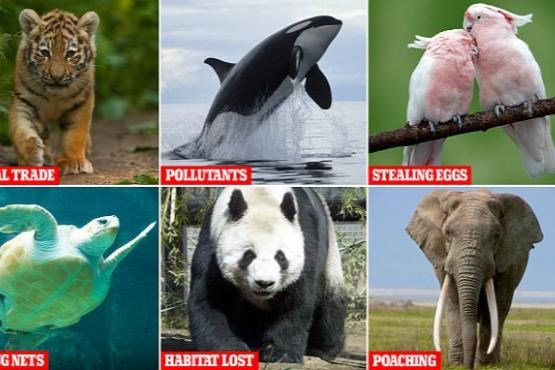 دلایل در معرض انقراض گرفتن 6 حیوان دوست داشتنی