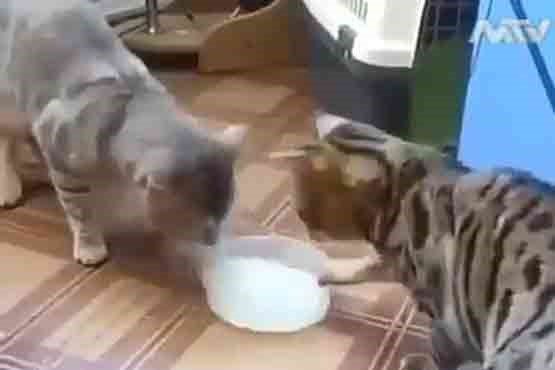 کشمکش گربه ها بر سر شیر خوردن