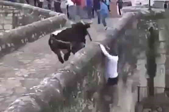 سقوط مرد از روی پل با حمله گاو خشمگین! +فیلم