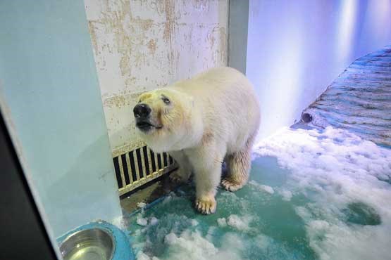 غمگین ترین خرس قطبی جهان به خانه اش برگشت +عکس