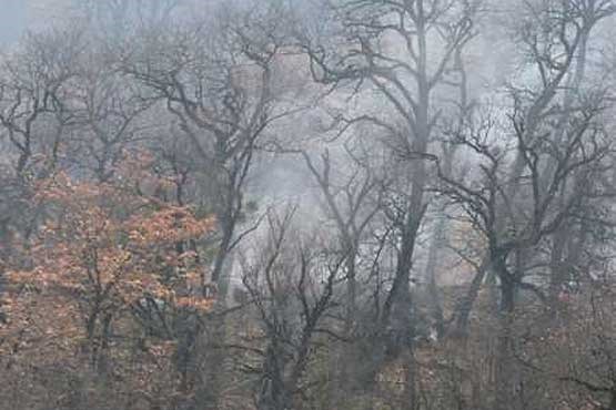 باران ، آتش‌ جنگل‌های مرزن‌آباد را خاموش کرد