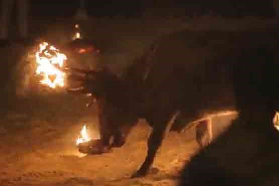 به آتش کشیدن شاخ های گاو در فستیوال