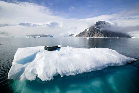 تصاویر برگزیده از حیات وحش در قطب