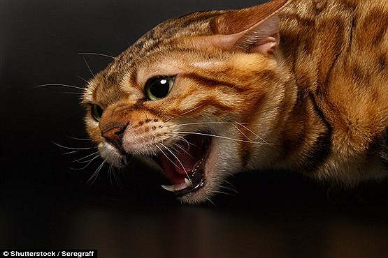 گربه های اصلاح نژادی درنده و خطرناک هستند (تصاویر)