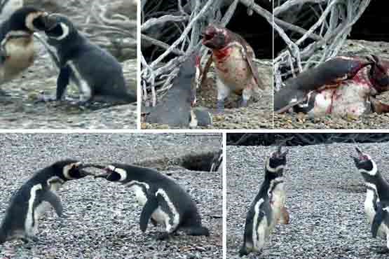 دعوای خونینِ دو پنگوئن!