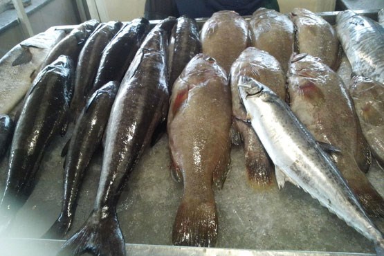 ۵ نوع ماهی گران شد