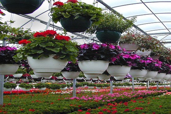 تشنگی بلای جان بزرگترین دهکده گل و گیاه کشور