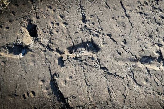 کشف رد پاهای چند میلیون ساله اجداد انسان +عکس