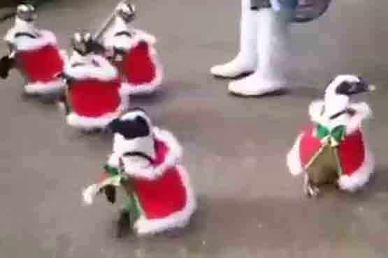 پنگوئن ها در لباس بابانوئل