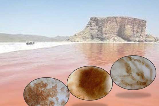 یک گونه جدید قارچ بنام دریاچه ارومیه نامگذاری شد
