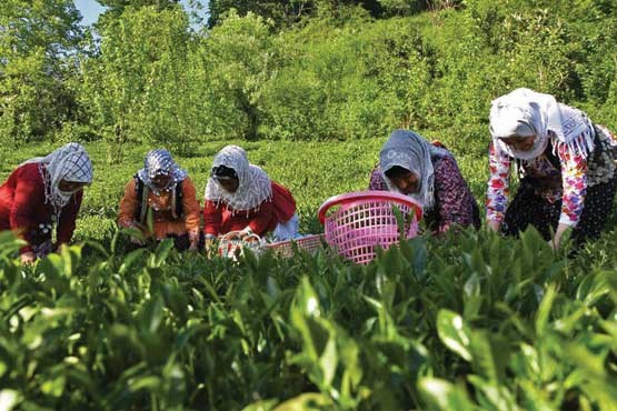 افزایش 10درصدی مستمری بیمه اجتماعی کشاورزان از دی ماه