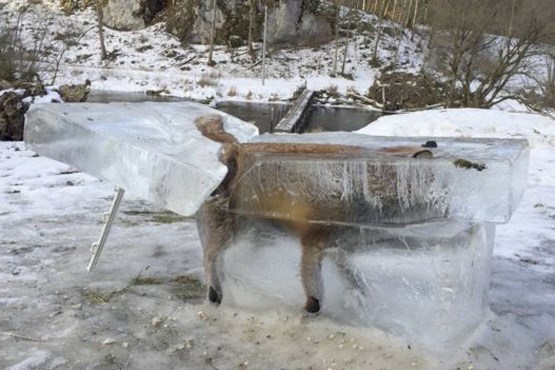 روباه یخ‌زده در مقابل هتلی در آلمان به نمایش گذاشته شد +عکس