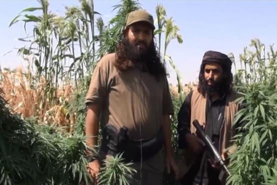 درآمد زایی داعش ازتولید مواد مخدر +عکس