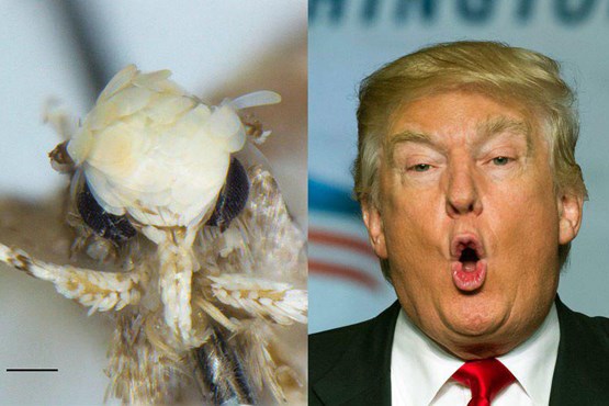 حشره‌ای به نام دونالد ترامپ نامگذاری شد +عکس