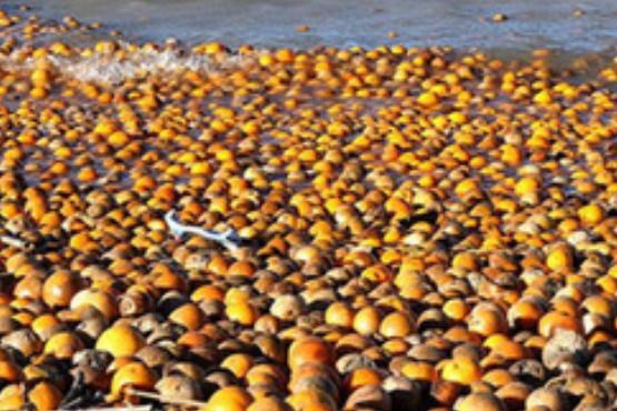رهاسازی پرتقال‌های سرما زده در دریا کار ما نیست