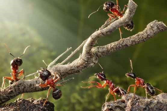 راز قدرت مورچه‌ها در طبیعت