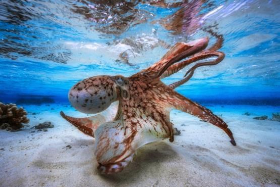 شگفت‌انگیزترین و زیباترین تصاویر از دنیای زیر  آب + عکس