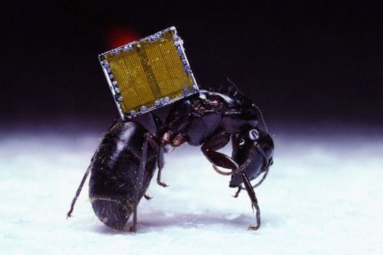مورچه قدرتمند! +عکس