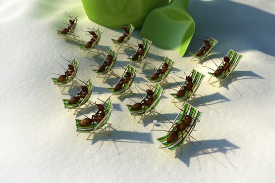 درس‌های بزرگی که می‌توان از مورچه‌ها آموخت
