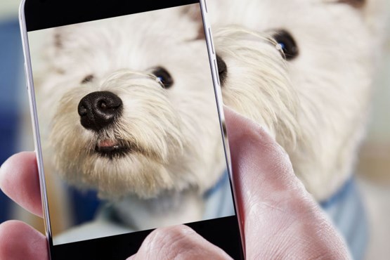 سگی که ستاره شبکه های اجتماعی شد +عکس