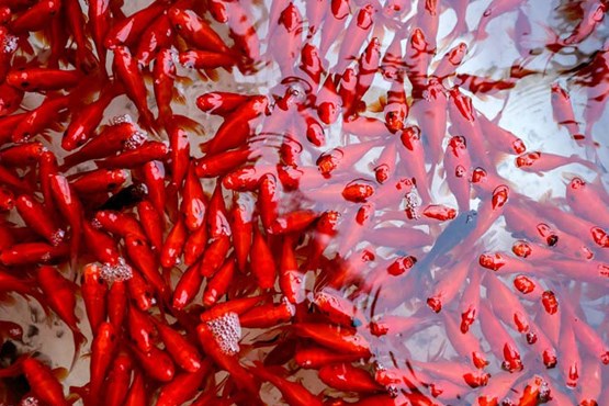 مواظب ماهی‌های قرمز ناسالم باشید!