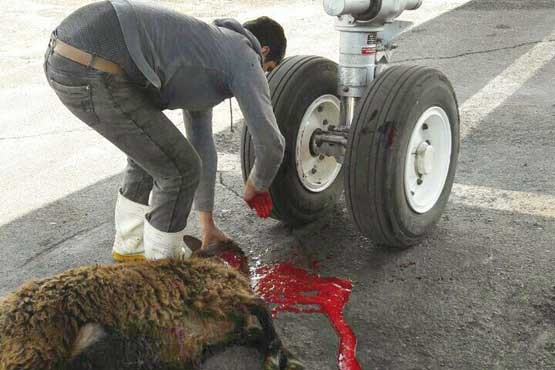 قربانی کردن گوسفند برای ایرباس جدید + عکس