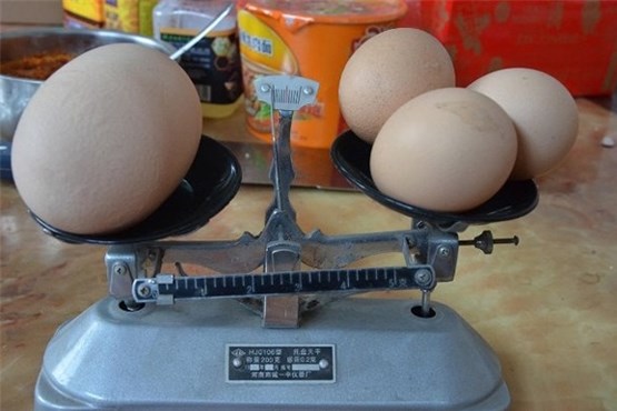 بزرگ‌ترین تخم مرغ جهان+عکس