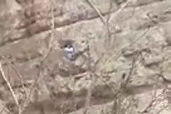 مرگ کوهنورد جوان بر اثر سقوط از کوه در لادر خمینی‌‌شهر