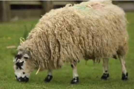 گوسفندی 5 قلو به دنیا آورد+ عکس