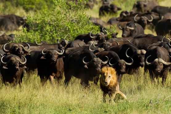 نبرد شیرها و بوفالوها در حیات وحش